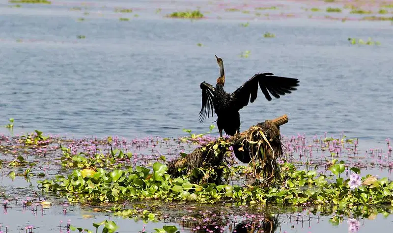 https://avathioutdoors.gumlet.io/travelGuide/dev/kumarakom_P3182.jpg