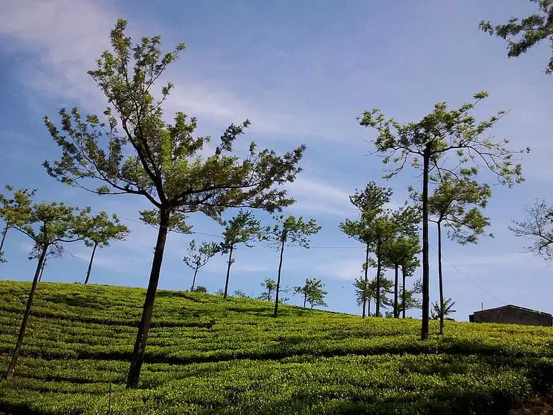https://avathioutdoors.gumlet.io/travelGuide/dev/kumily64151.jpg