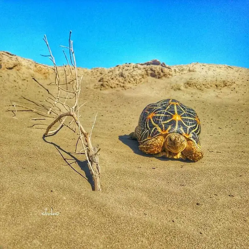 Explore Kutch Desert Wildlife Sanctuary
