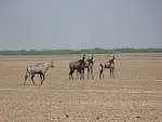 https://avathioutdoors.gumlet.io/travelGuide/dev/kutch_P4359.jpg