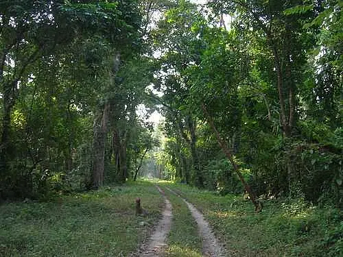 https://avathioutdoors.gumlet.io/travelGuide/dev/lataguri68900.jpg