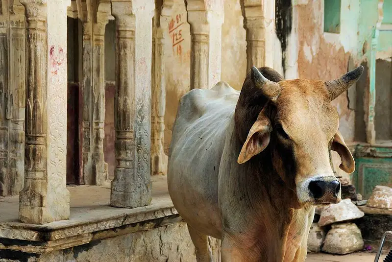 https://avathioutdoors.gumlet.io/travelGuide/dev/mandawa66540.jpg