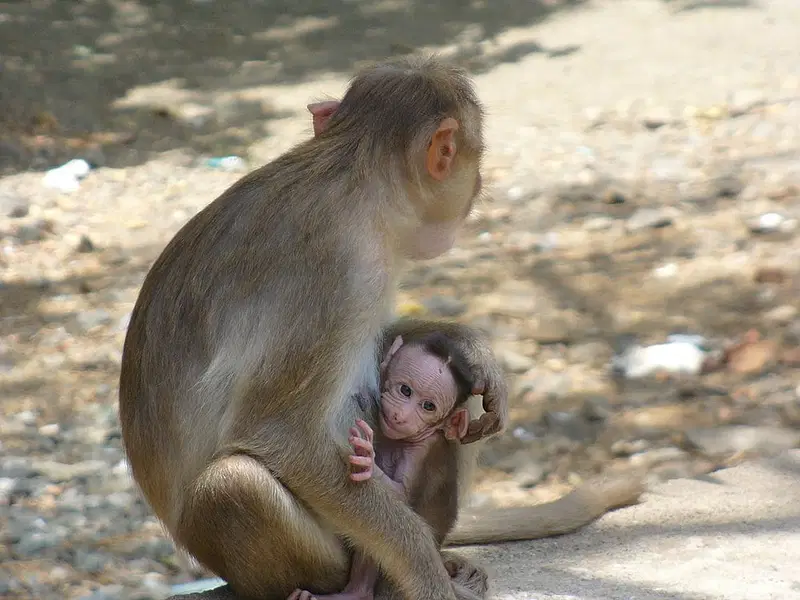 https://avathioutdoors.gumlet.io/travelGuide/dev/mumbai_P6829.jpg
