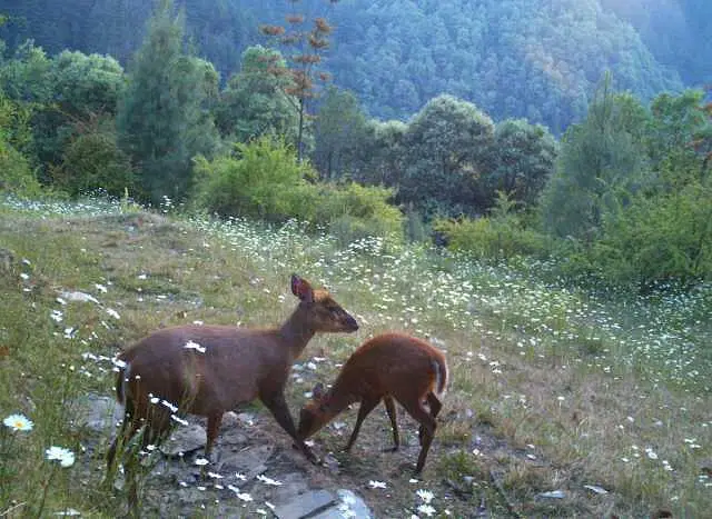 https://avathioutdoors.gumlet.io/travelGuide/dev/mussoorie_P7923.jpg