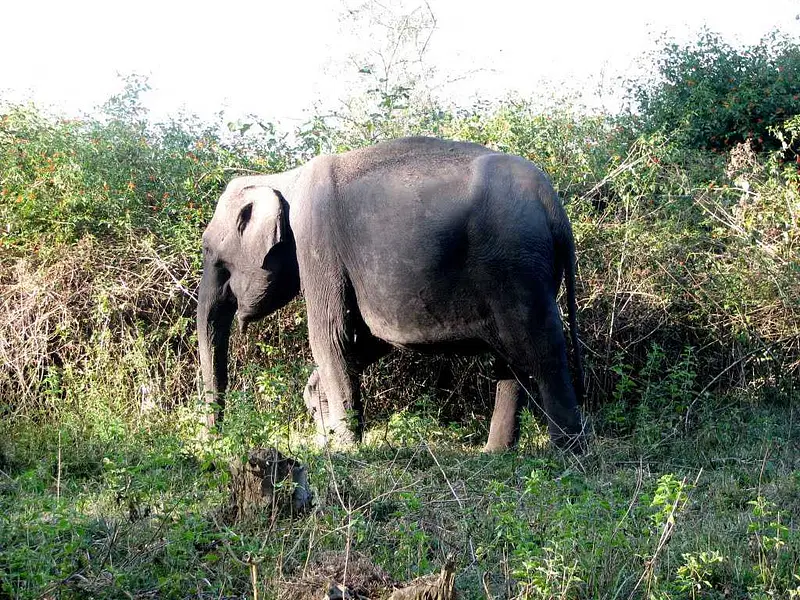 https://avathioutdoors.gumlet.io/travelGuide/dev/muthanga-wildlife-sanctuary31404.jpg