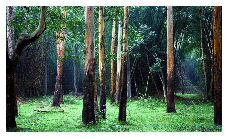 https://avathioutdoors.gumlet.io/travelGuide/dev/muthanga-wildlife-sanctuary33353.jpg