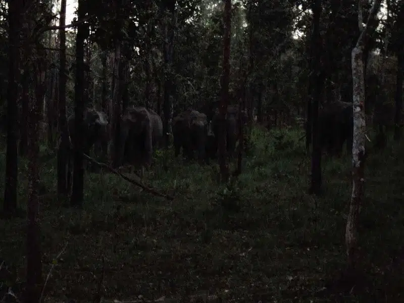 https://avathioutdoors.gumlet.io/travelGuide/dev/muthanga-wildlife-sanctuary51727.jpg