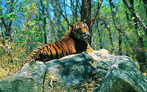 https://avathioutdoors.gumlet.io/travelGuide/dev/muthanga-wildlife-sanctuary56481.jpg