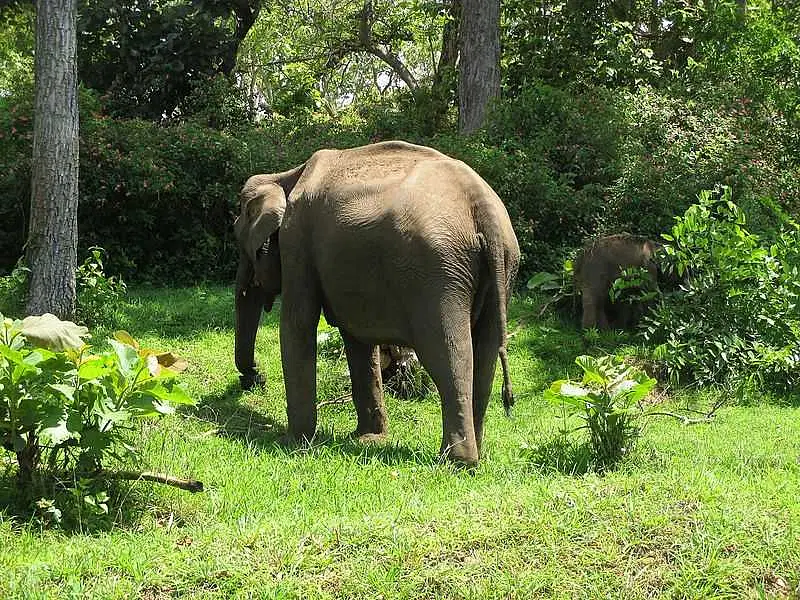 https://avathioutdoors.gumlet.io/travelGuide/dev/mysore_P2834.jpg