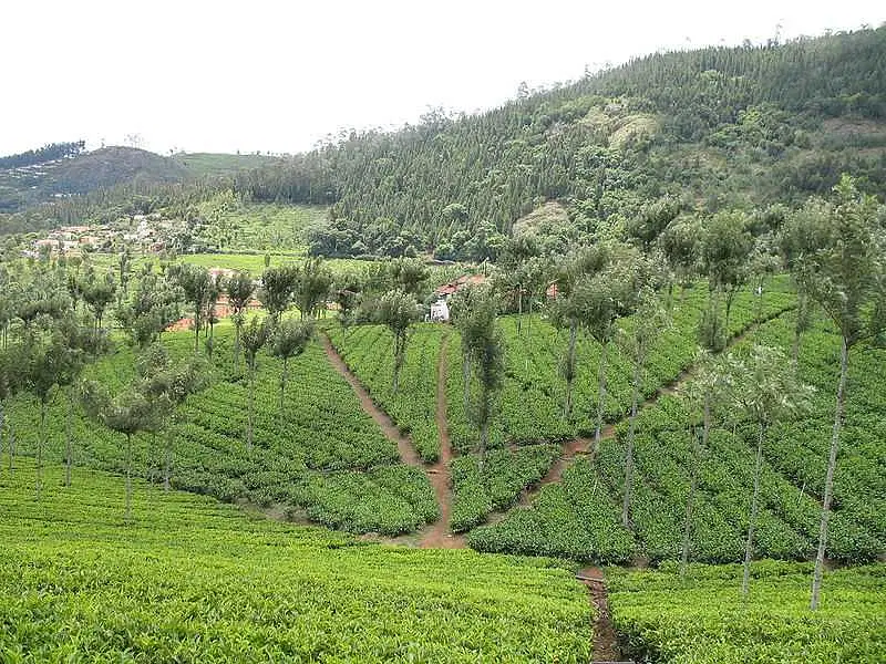 https://avathioutdoors.gumlet.io/travelGuide/dev/mysore_P7344.jpg