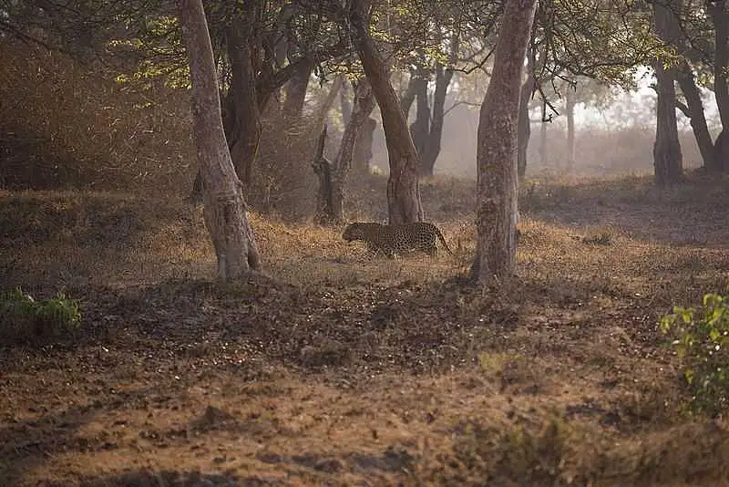 https://avathioutdoors.gumlet.io/travelGuide/dev/mysore_P9879.jpg
