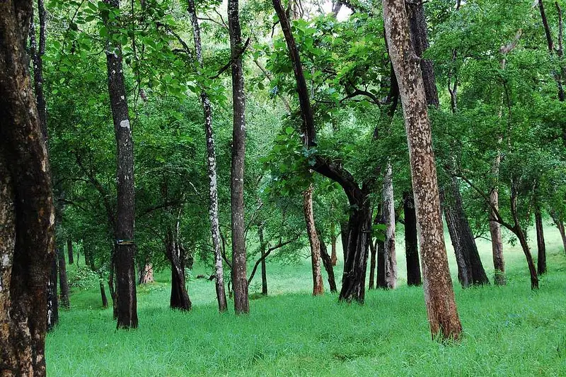 https://avathioutdoors.gumlet.io/travelGuide/dev/nelliyampathy70907.jpg