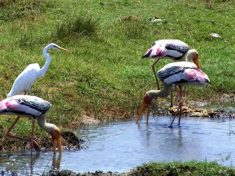 https://avathioutdoors.gumlet.io/travelGuide/dev/nellore39011.jpg