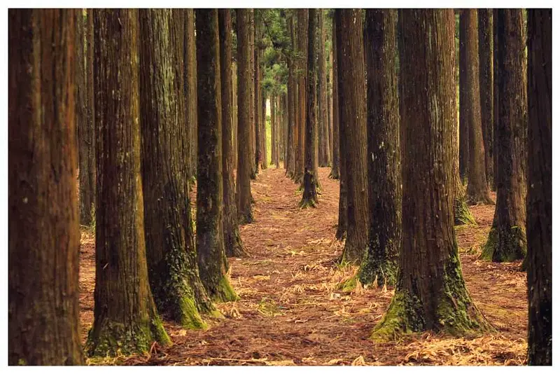 https://avathioutdoors.gumlet.io/travelGuide/dev/shillong_P1816.jpg