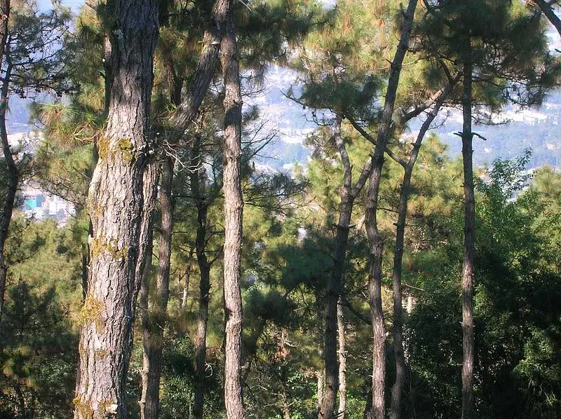 https://avathioutdoors.gumlet.io/travelGuide/dev/shillong_P9083.jpg