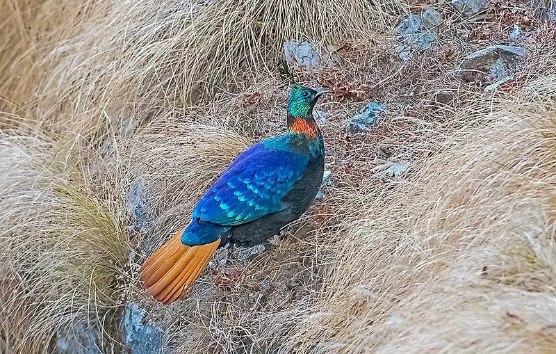 https://avathioutdoors.gumlet.io/travelGuide/dev/shimla_P7143.jpg
