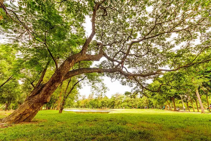https://avathioutdoors.gumlet.io/travelGuide/dev/siliguri_P7325.jpg