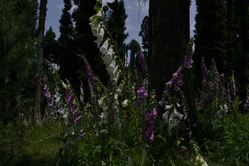 https://avathioutdoors.gumlet.io/travelGuide/dev/srinagar_P6294.jpg