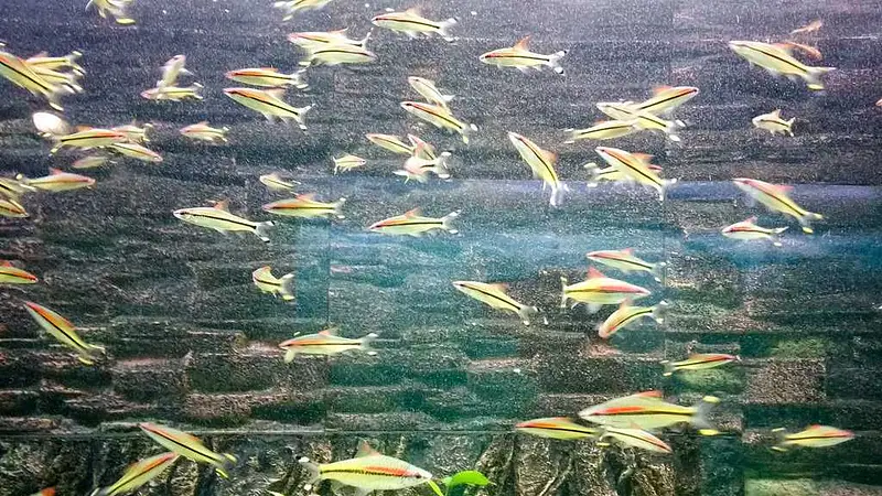 Explore Jagdishchandra Bose Aquarium