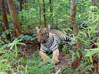 https://avathioutdoors.gumlet.io/travelGuide/dev/tadoba_P3066.jpg