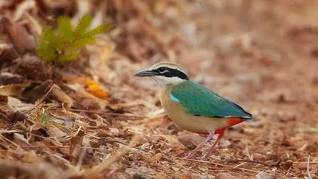https://avathioutdoors.gumlet.io/travelGuide/dev/tadoba_P5618.jpg