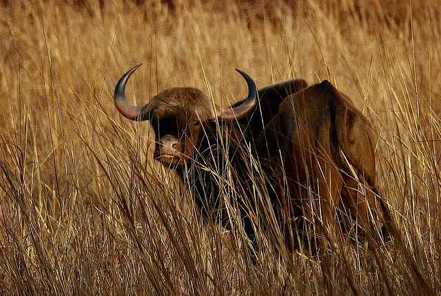 https://avathioutdoors.gumlet.io/travelGuide/dev/tadoba_P6176.jpg