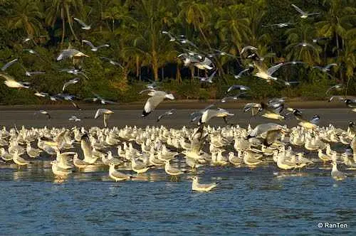 https://avathioutdoors.gumlet.io/travelGuide/dev/tarkarli_P8952.jpg